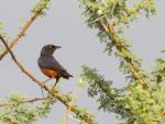 Chestnut-bellied Starling