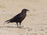 Corbeau brun / Brown-necked Raven