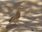 Moineau blanc / Desert Sparrow
