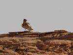 Circaète Jean-le-Blanc / Short-toed Snake Eagle