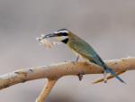 Guêpier à gorge blanche / White-throated Bee-eater