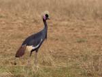 Grue couronnée / Black Crowned Crane