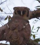Grand-duc de Verreaux / Verreaux's Eagle Owl