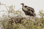 Vautour de Rueppell / Rueppell's Vulture