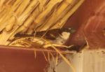 Moineau domestique / House Sparrow