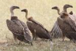Gyps africain / White-backed Vulture