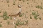 Courvite isabelle / Cream-coloured Courser