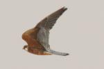 Faucon kobez / Red-footed Falcon