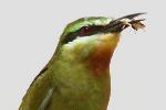 Guêpier de Perse / Blue-cheeked Bee-eater