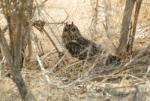 Hibou des marais / Short-eared Owl