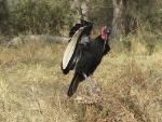 Bucorve d'Abyssinie / Abyssinian Ground Hornbill