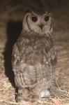 Grand-duc du Sahel / Greyish (Vermiculated) Eagle Owl