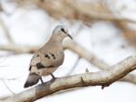 Tourtelette d'Abyssinie / Black-billed Wood Dove