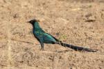 Choucador à longue queue / Long-tailed Glossy Starling
