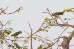 Perroquet youyou / Senegal Parrot