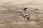 Moinelette à front blanc / Black-crowned Sparrow Lark