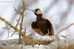 Moinelette à front blanc / Black-crowned Sparrow Lark