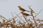 Moineau doré / Sudan Golden Sparrow
