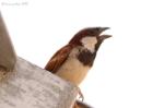 Moineau domestique / House Sparrow