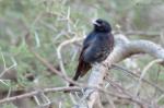 Drongo brillant / Fork-tailed Drongo