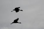 Grue couronnée / Black Crowned Crane