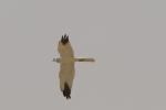 Busard pâle / Pallid Harrier