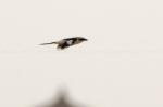 Pie-grièche méridionale / Southern Grey Shrike