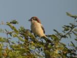 Pie-grièche à tête rousse femelle/ Woodchat Shrike