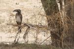 Calao à bec noir / African Grey Hornbill