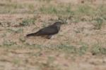 Coucou gris / Common Cuckoo