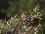 Faucon crécerelle / Common Kestrel (rufescens)