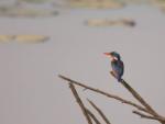 Martin-pêcheur huppé / Malachite Kingfisher