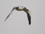 Elanion blanc / Black-shouldered Kite