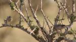 Fauvette passerinette / Subalpine Warbler