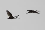 Ibis falcinelle / Glossy Ibis