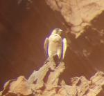 Faucon de Barbarie / Barbary Falcon