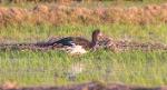 Oie-armée de Gambie / Spur-winged Goose