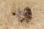 Hibou des marais / Short-eared Owl