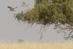 Busard pâle / Pallid Harrier