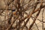 Rougequeue à front blanc / Common Redstart