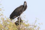 Bec-ouvert africain / African Openbill Stork