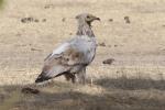 Vautour percnoptère / Egyptian Vulture