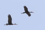 Bec-ouvert africain / African Openbill Stork