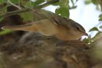 Rousserolle turdoïde / Great Reed Warbler