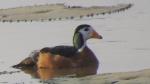 Anserelle naine / African Pygmy Goose