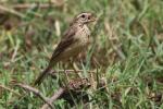 One of two unidentified pipits Lac Fitri 11 May 20