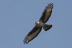 Aigle fascié / African Hawk Eagle