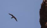 Faucon concolore / Sooty Falcon