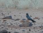 Faucon concolore / Sooty Falcon