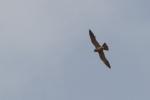 Faucon concolore juvénile / Sooty Falcon juvenile